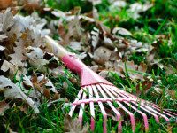 Needham Town-Wide Cleanup on Saturday