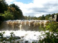 Walpole Town Forest celebration