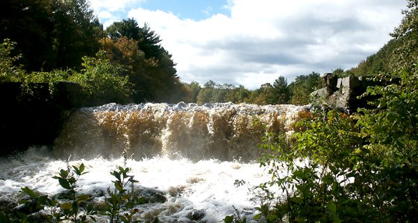 Walpole Town Forest celebration