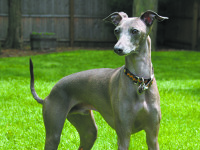 Greyhound Friends holds 5K fundraiser