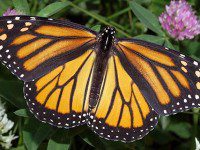 Help For Butterflies