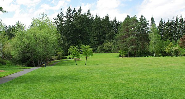 Green ways to keep your lawn green