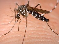 Mosquitos test positive for West Nile virus
