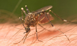 Communities experience mosquito malady