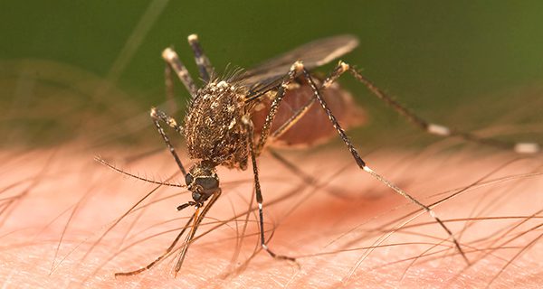 Communities experience mosquito malady