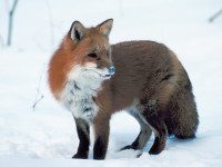 Dover Town Report Committee seeks photos