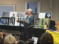 Owls arrive at the Wellesley Library