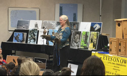 Owls arrive at the Wellesley Library