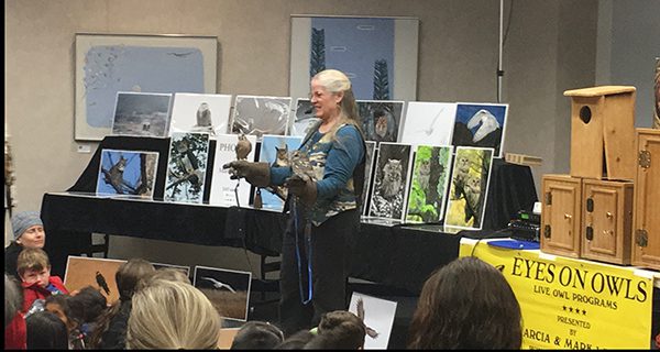 Owls arrive at the Wellesley Library