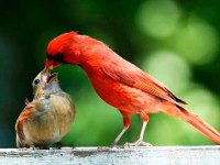 Garden Study Group to present ‘Birdscaping’