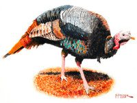 Nelson Hammer exhibiting at Dover Library