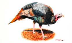 Nelson Hammer exhibiting at Dover Library