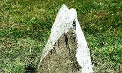 Vine Lake walking tour on Saturday