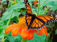 Mass Hort hosting ecological gardening symposium