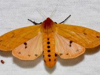 Woolly bear caterpillars: harbingers of winter