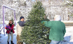 Medfield Lions holding Christmas Tree Sale