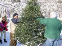 Medfield Lions holding Christmas Tree Sale