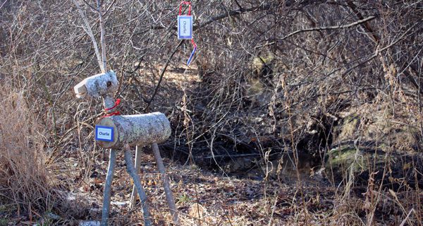Reindeer Quest inspires whimsical park tour