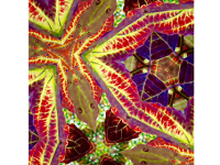 Kira Seamon to exhibit at library