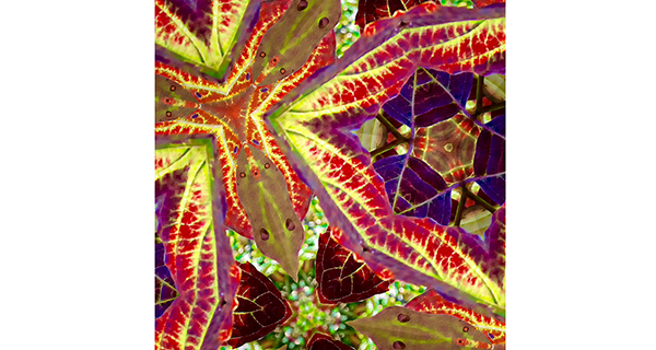 Kira Seamon to exhibit at library