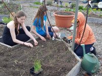 Mass Hort hosting school garden conference