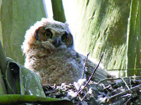 For some birds, love is in the air