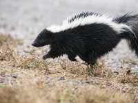 Night moves: nocturnal critters quietly creep