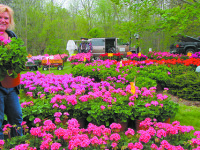 Geranium sale set for May 12