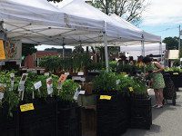 Farmers Market opening May 27