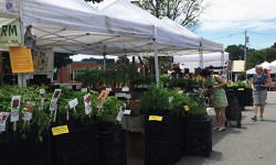 Farmers Market opening May 27