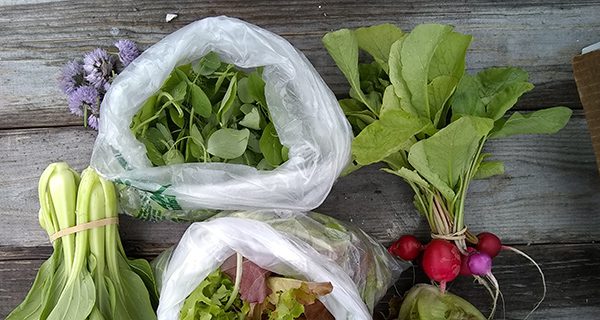 Farm share program up and running