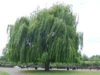 Jolly green giants: the wonder of trees