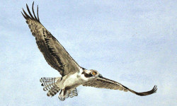 Needham’s Hammer delights with watercolors