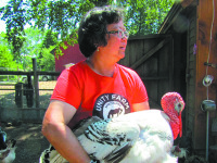 Goats, alpacas, miniature ponies, oh my!