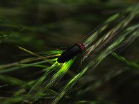 Fireflies light up local skies