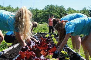 Pulling out weeds is tough work, but many hands make light work. Photos by Daniel Curtin 