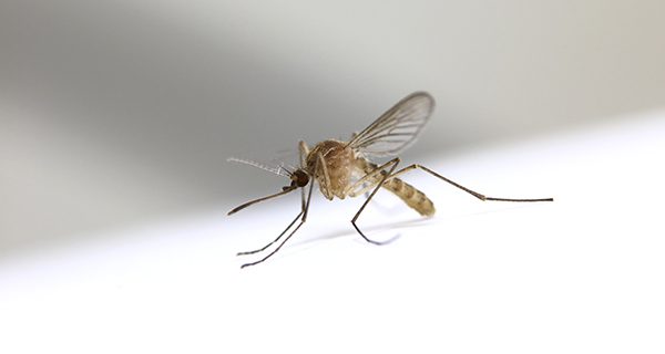 Infected mosquitoes found, WNV buzz increases
