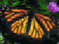 Magnificent monarchs migrate to Mexico