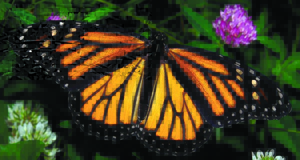 Magnificent monarchs migrate to Mexico