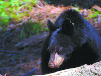 The bear facts about ursus americanus