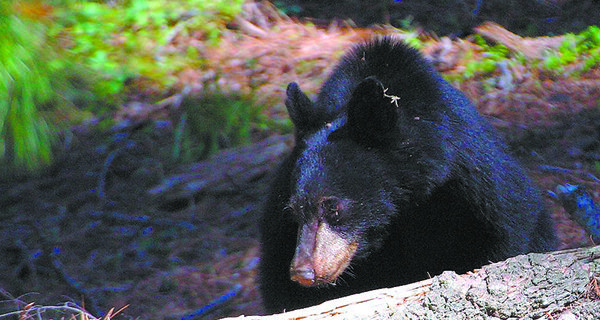 The bear facts about ursus americanus