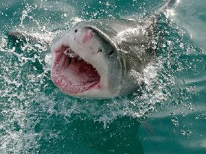 Bob Bunai survived four days and nights in shark-infested waters. Photo courtesy of Wikimedia Commons.