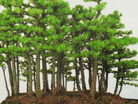 Bonsai Creation Workshop coming soon