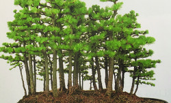 Bonsai Creation Workshop coming soon