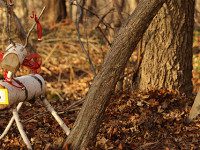 Reindeer games at Bird Park