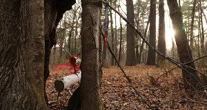  Another reindeer peers out through the woods at Bird Park. Stick to the path, and you’ll be fine.