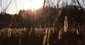 Cattail reeds alight in the setting sun