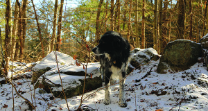 Millie, who lives on Rocky Lane, blends nicely into the terrain of Noon Hill.
