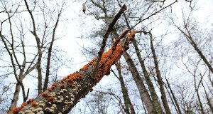 Some of the many colors found throughout the Boulder Brook Woods.  Photos by Alex Oliveira