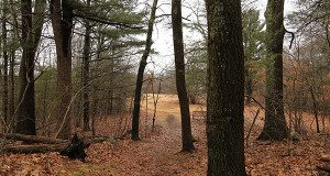 Wandering woods give way to a yellowed field.  Photos by Alex Oliveira 